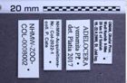 Etiketten zu Adelocera yemenita (NHMW-ZOO-COL-0008002)